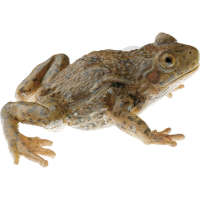 Crapaud accoucheur, femelle