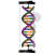 DNA-Doppelhelix-Modell Schülerbausatz Premium 1