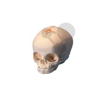 Crâne de fœtus Premium