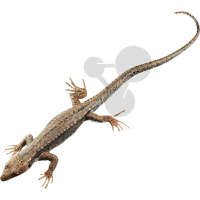 Lézard de muraille, femelle