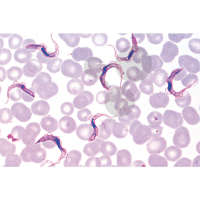 Série: Parasitologie générale