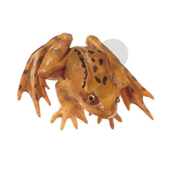 Grenouille rousse mâle Somso®