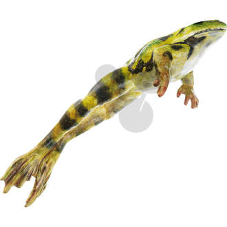 Grenouille verte, mâle