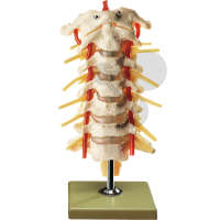 Halswirbelsäule SOMSO®-Modell