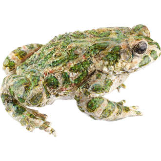 Crapaud vert