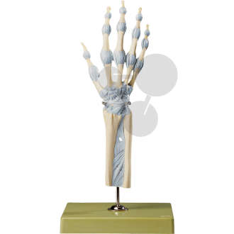 Articulations de la main