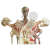 Squelette humain Premium 2