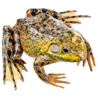 Grenouille-taureau mâle Somso®