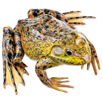 Grenouille-taureau mâle Somso®