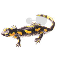 Gefleckter Feuersalamander  weiblich SOMSO®-Modell