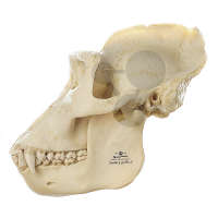 Gorilla-Schädel SOMSO®-Modell