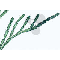 Prép. Micro. Cladophora, filaments ramifiés