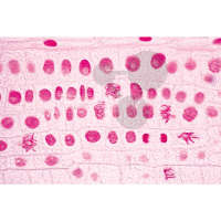 Prép. Micro. ADN en noyaux cellulaires, coloration de Feulgen