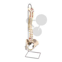 Colonne vertébrale flexible Premium