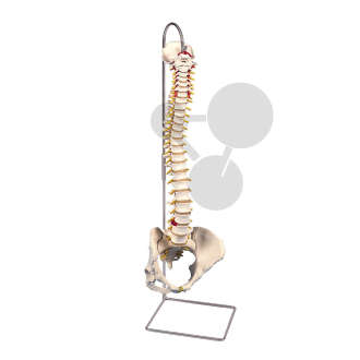 Colonne vertébrale flexible Premium