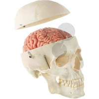 Crâne artificiel humain avec cerveau en 8 parties Somso®