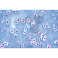 Prép. Micro. Cartilage hyalin de mammifère