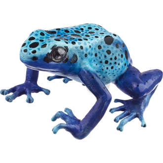 Dendrobates Tinctorius "Azureus"