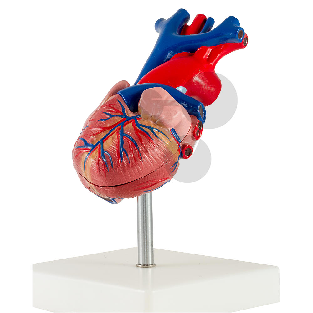 Modèle anatomique du coeur humain, grossi 2 fois - - PHIMEDICAL