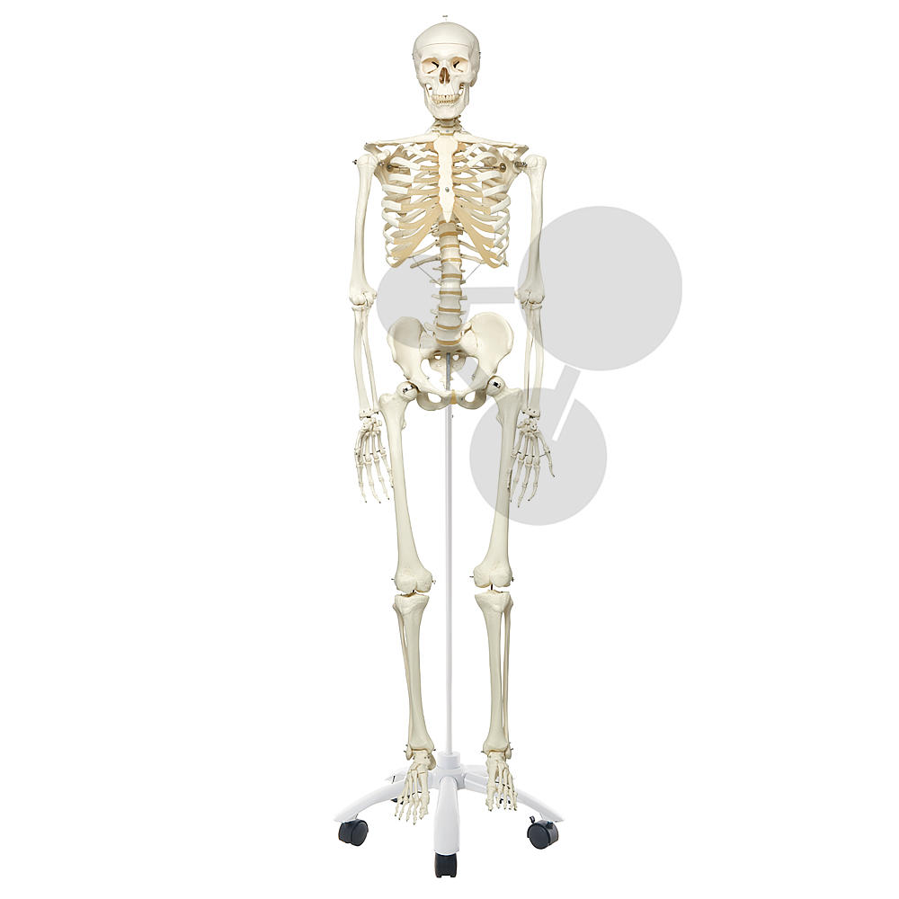 Matériel laboratoire-Modèle anatomie Squelette